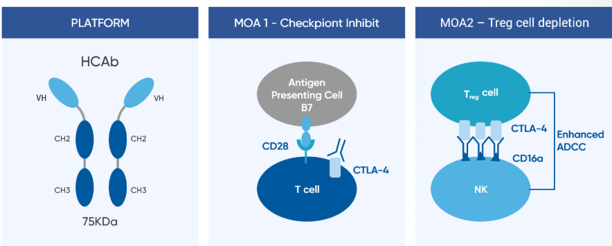 诺奖释放Treg细胞疗法潜力 和铂医药持续推进CTLA-4及CCR8抗体研发